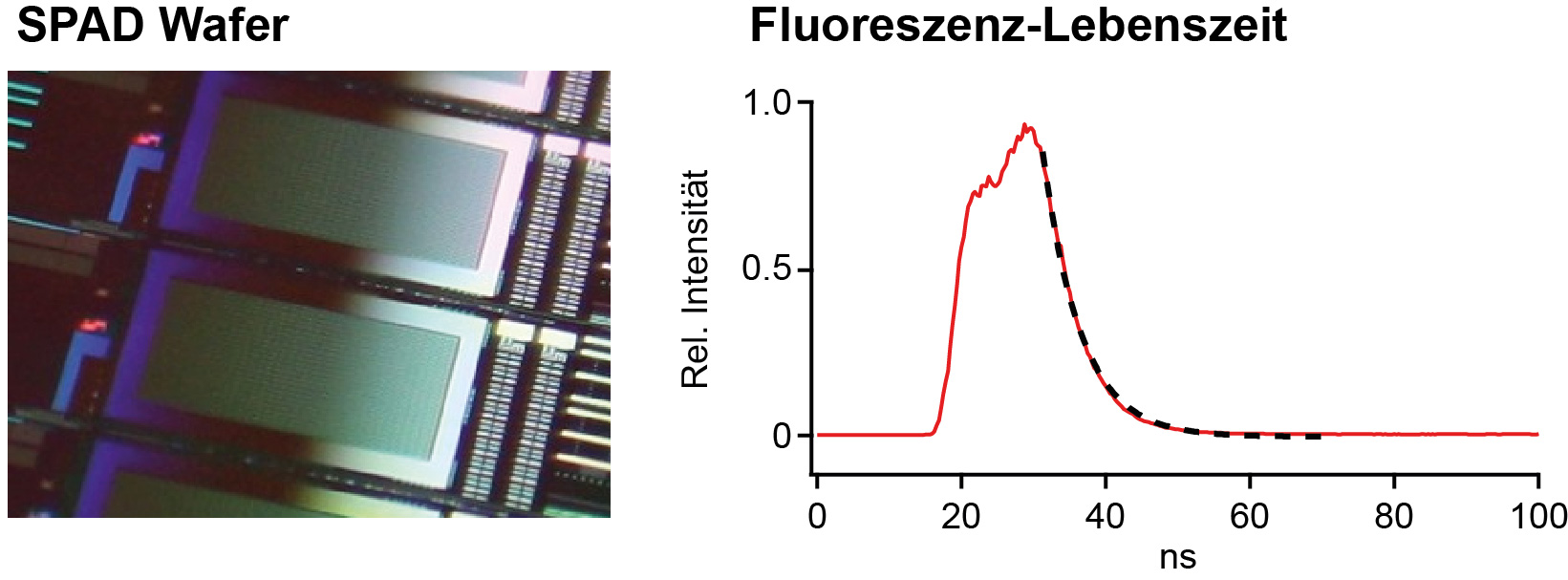 Bild eines SPAD-Wafers und einer Fluoreszenzlebenszeit-Messung