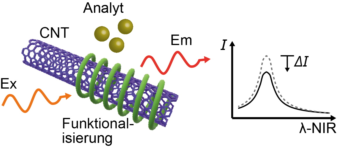 Bild eines bio-funktionalisierten CNT-Nanosensors