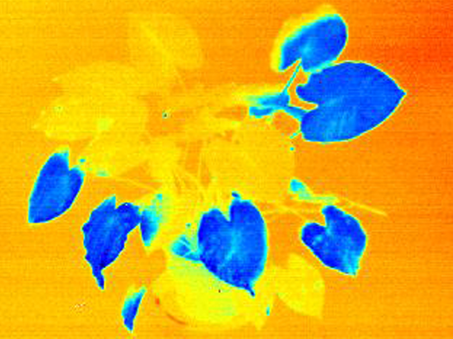 Thermografiebild einer Pflanze